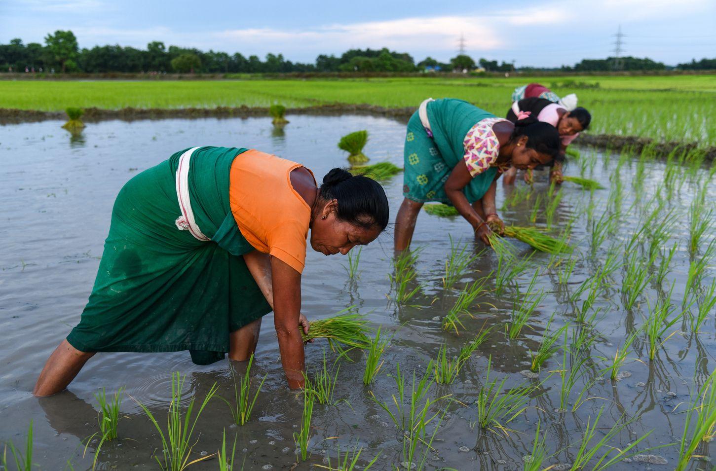 Daughters of the Soil: Feminization of Indian Agriculture